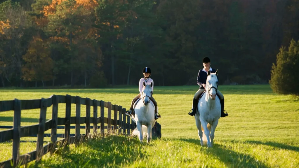 Two riders on white horses walking beside a rail fence in autumn